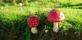 Fly Agaric,ÃÂ Amanita Muscaria, is a hallucinogen Toadstall and must be considered poisonous